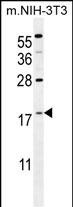 WB - S100A4 Antibody (N-term) AP11782a